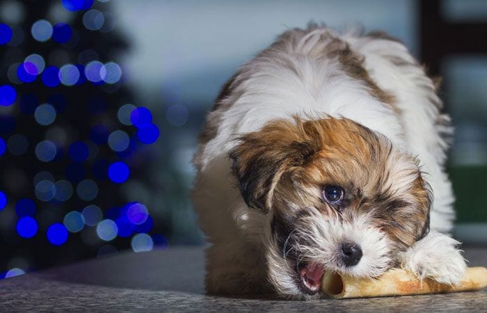 Perro cavachon por Navidad 