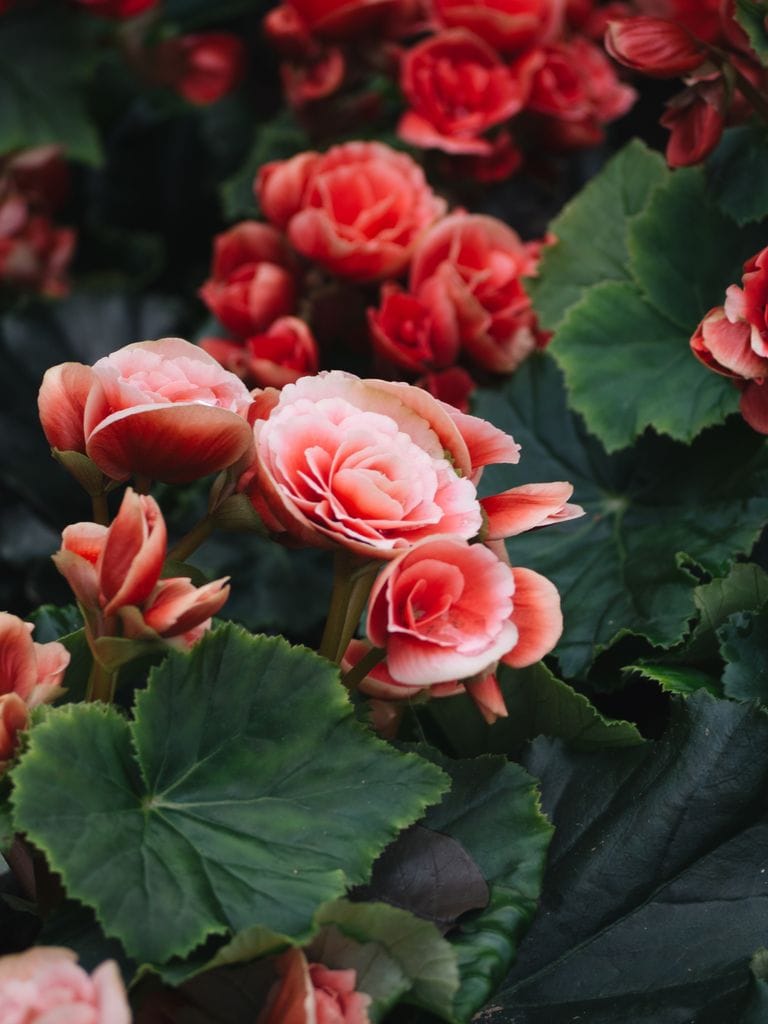 Begonia