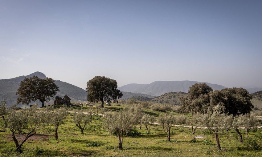 Entorno de La Donaira, un eco-alojamiento de lujo en la serranía de Ronda, Málaga