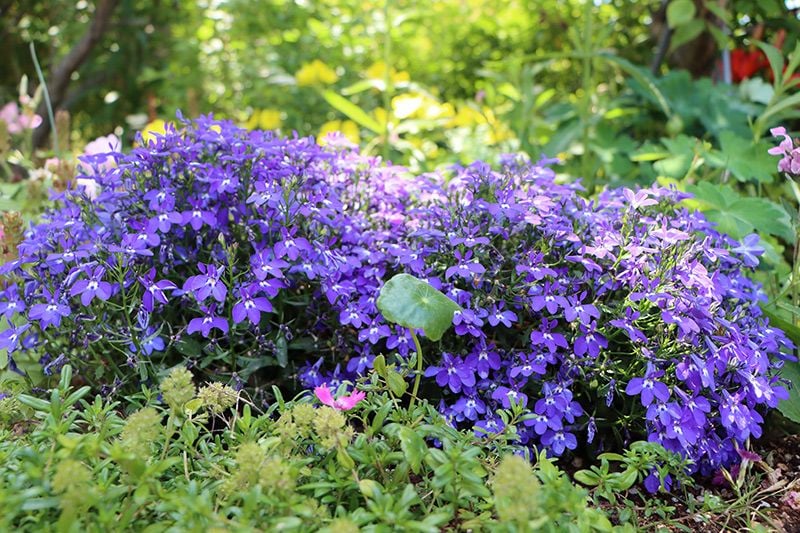 cuidados lobelia 07a