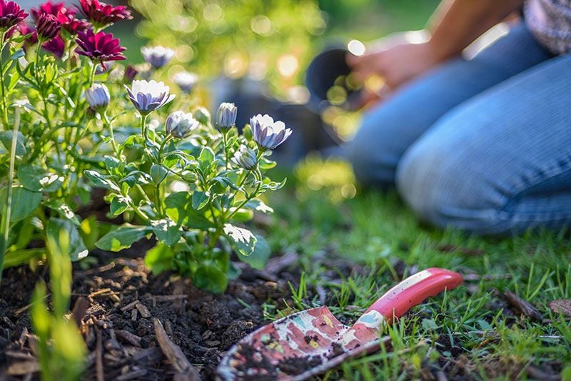 mantillo plantas jardin 2