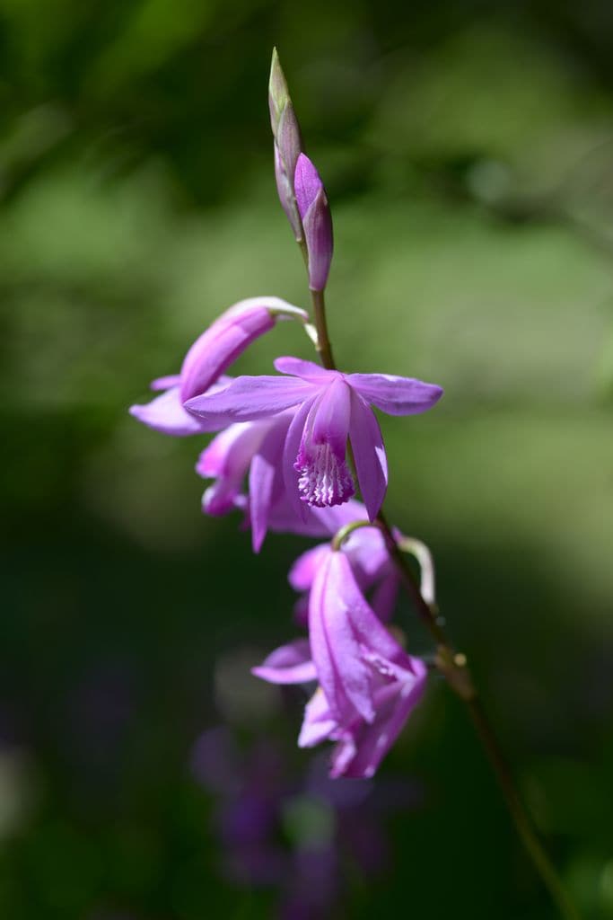  Bletilla Striata 