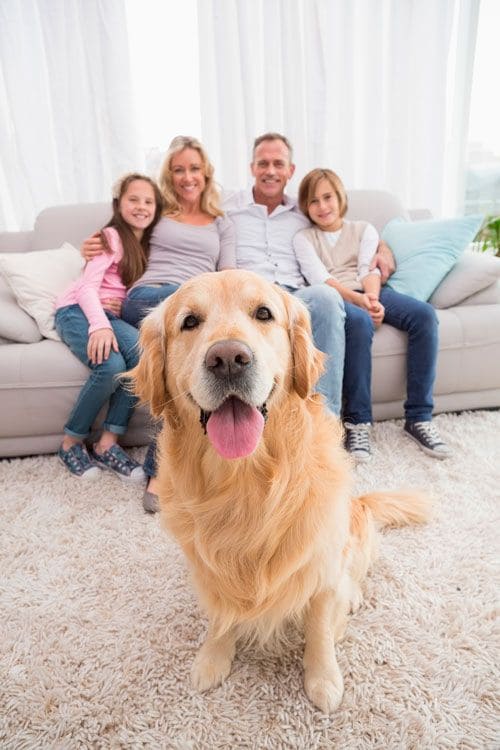 golden retriever familia