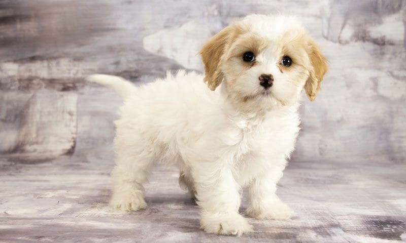 cavachon