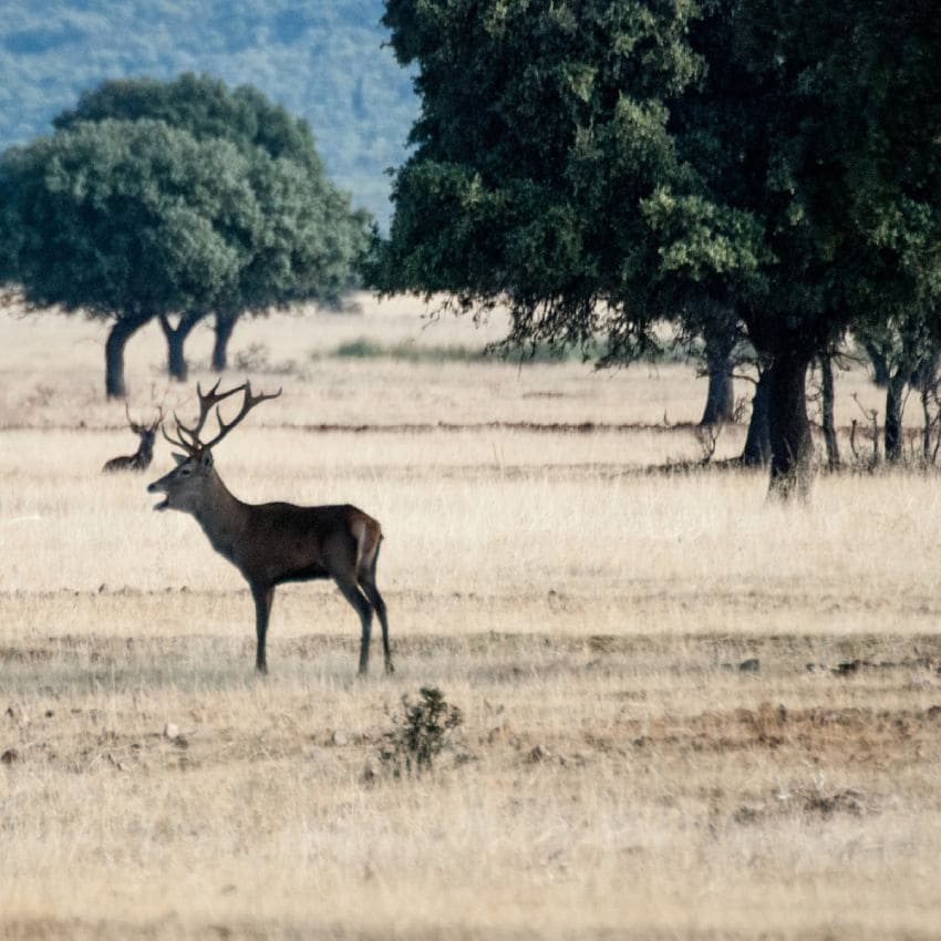 ciervo en el parque nacional de caba eros entre ciudad real y toledo