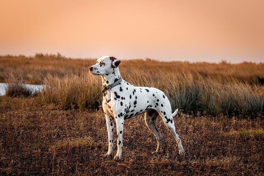 10 perros atractivos razones amor ternura