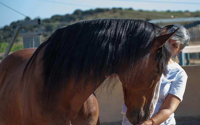 03 como tener un caballo como mascota