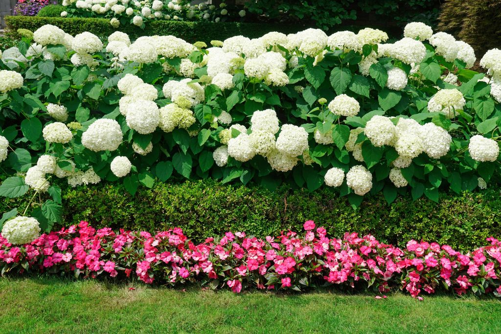 Hortensias de color blanco sobre la valla de un jardín