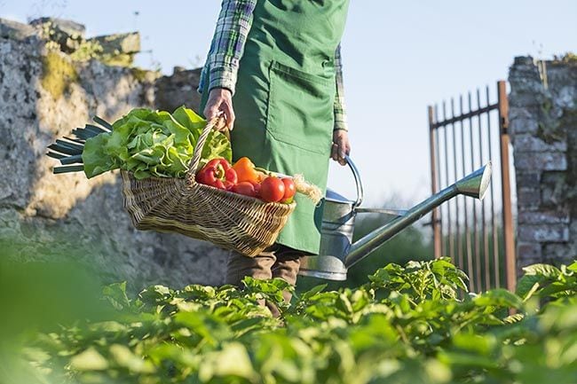 Protege tu pequeño huerto de las plagas de forma natural 