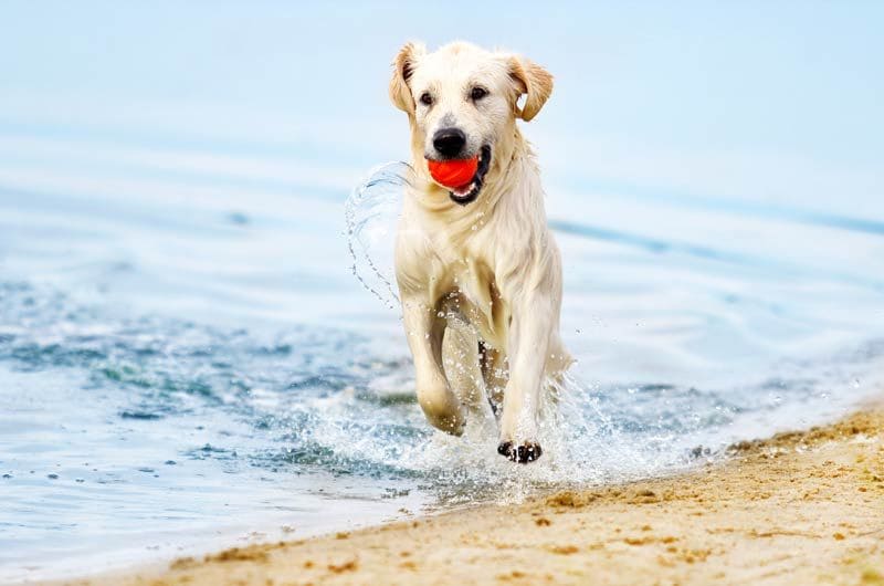 perro pelota playa