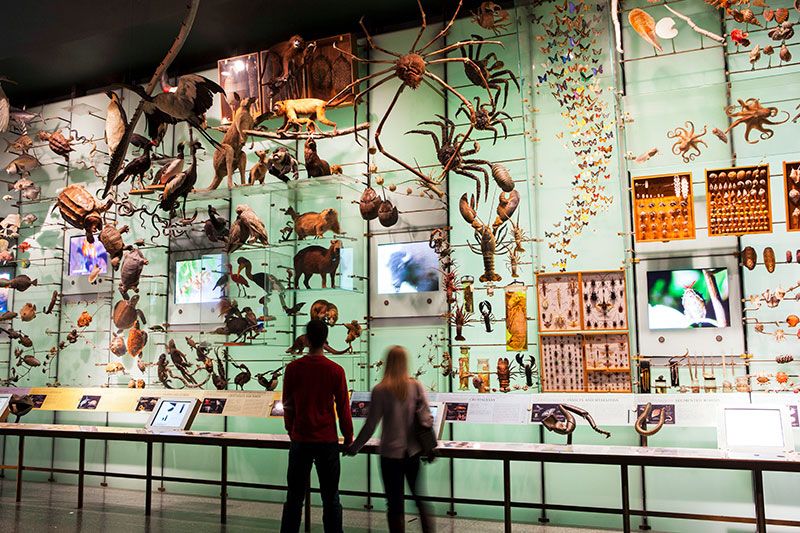 nueva-york-AmericanMuseumOfNaturalHistory_a