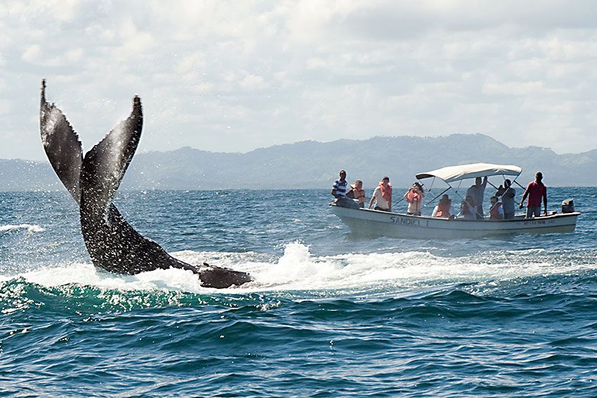 ballenas samana 3a