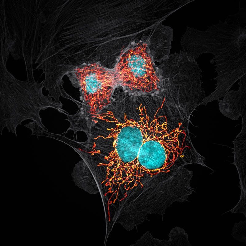 optical imaging