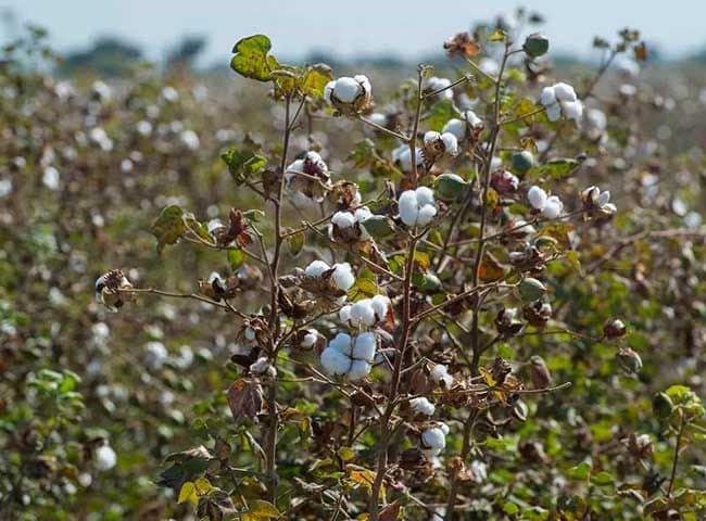 Producción eco Primark