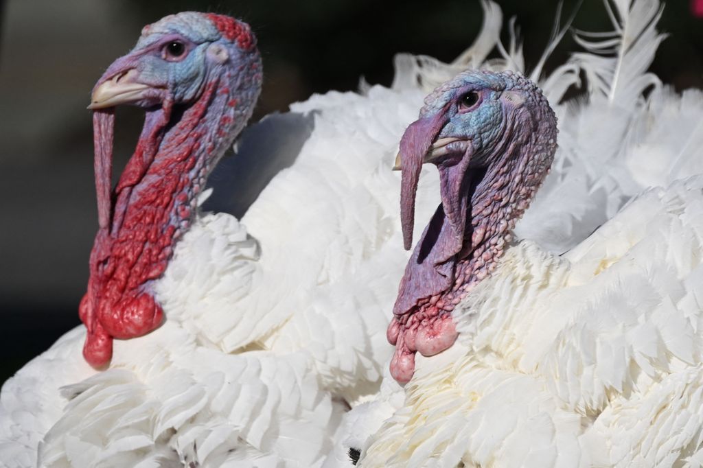 Chocolate y Chip, los pavos que el presidente Joe Biden perdonó en 2022 en el jardín sur de la Casa Blanca 