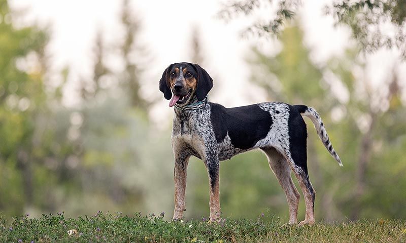 razas perro caza coonhound