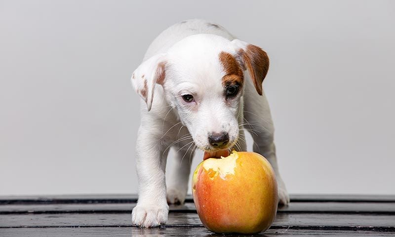 frutas verduras perros