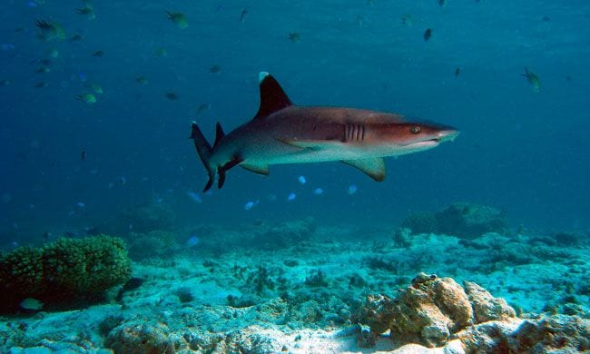 Tiburón salvado por buceador