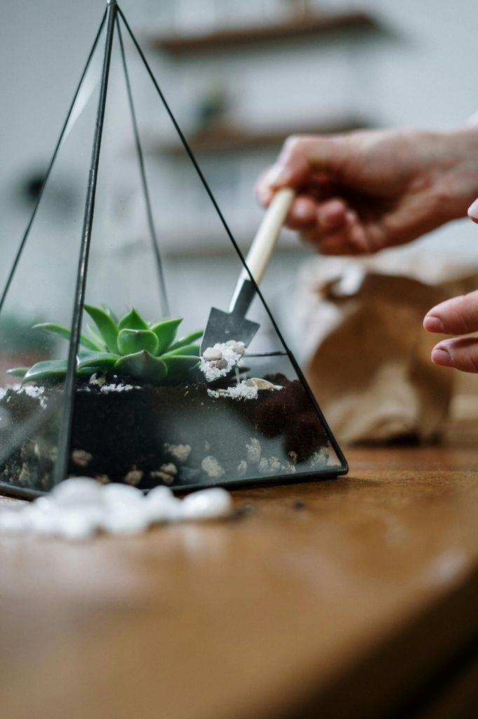 Cómo hacer un terrario paso a paso