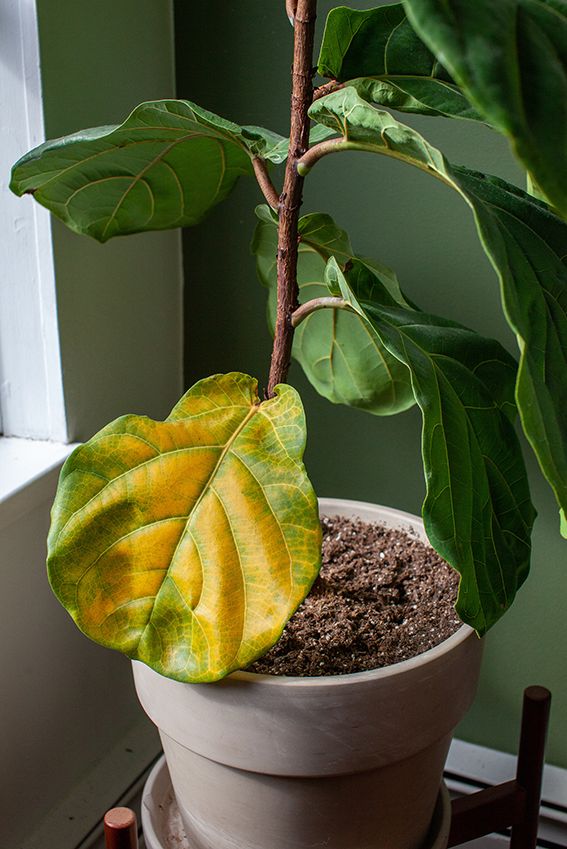 cuidados ficus lyrata 10a