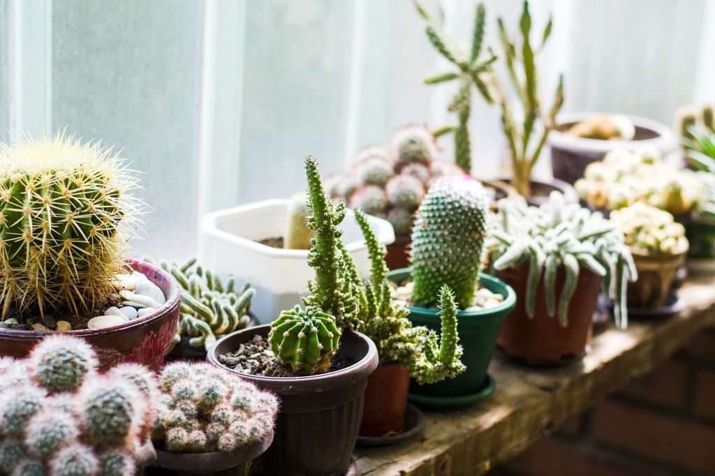 Cactus junto a una ventana