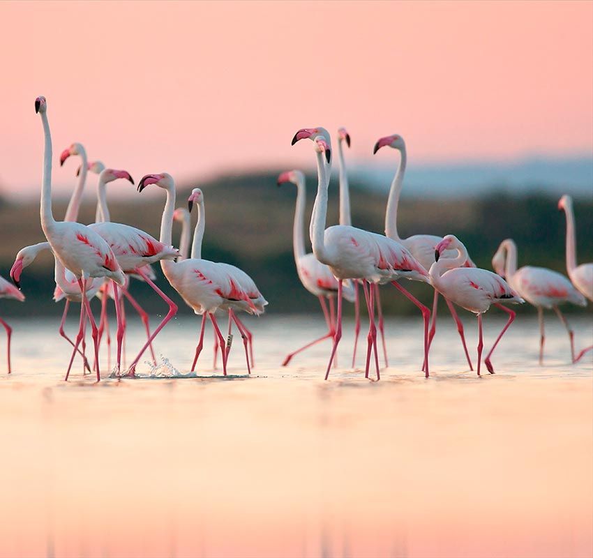 Flamencos en Oristano, Cerdeña