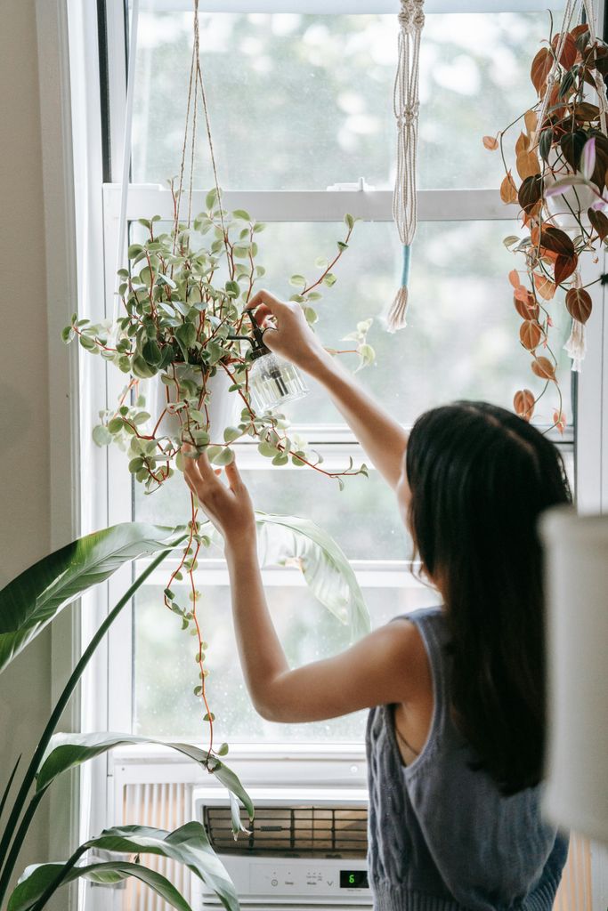 Cuidado de una planta colgante