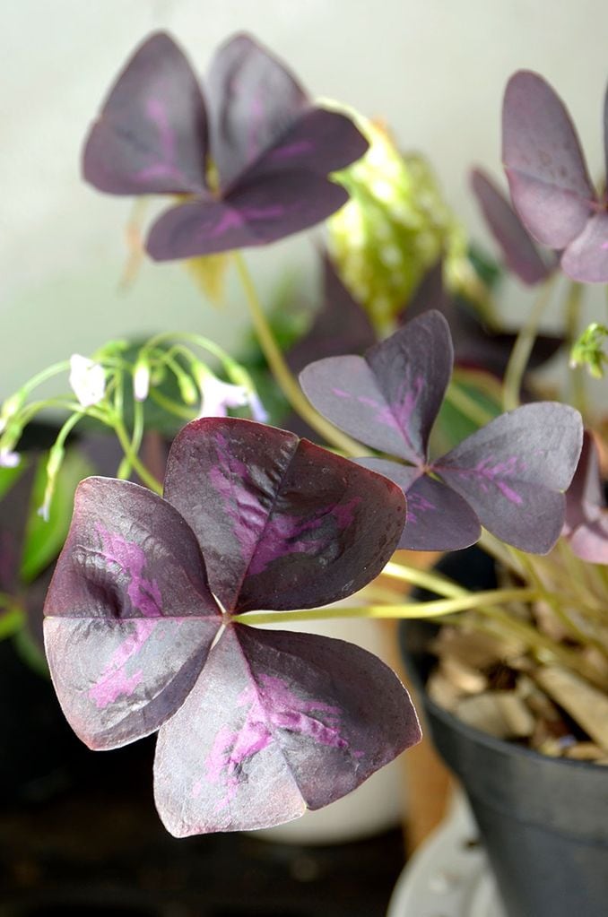 cuidados oxalis 7