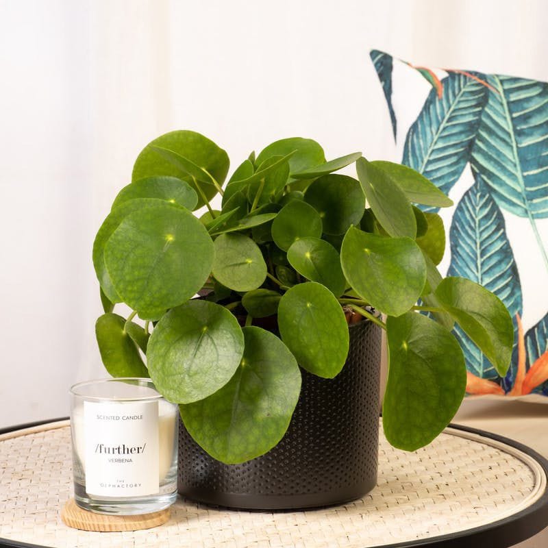 cuidados pilea peperomioides 06a