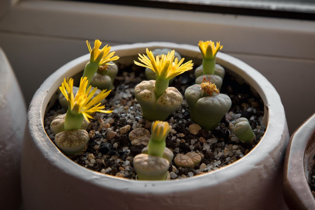 Lithops o piedras vivas