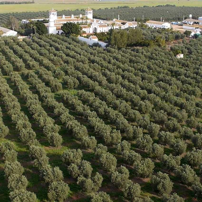 Vista aérea de Hacienda Guzmán rodeada de olivos.