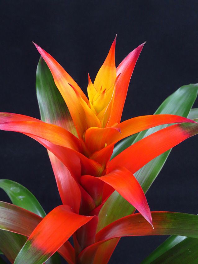 cuidados guzmania 10a