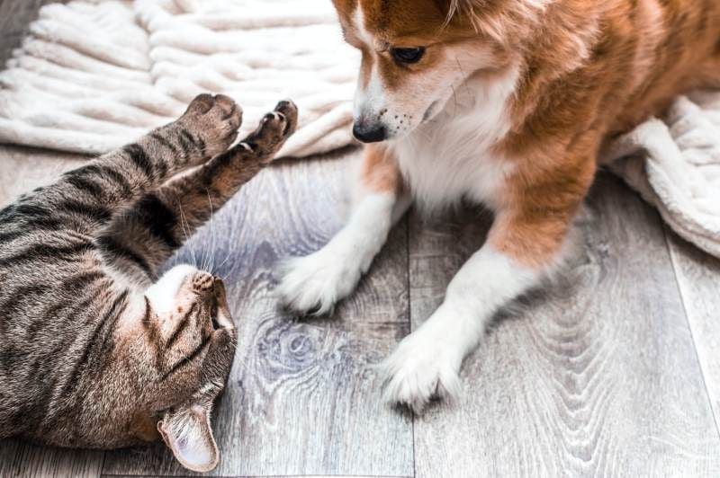 Gato jugando con su perro