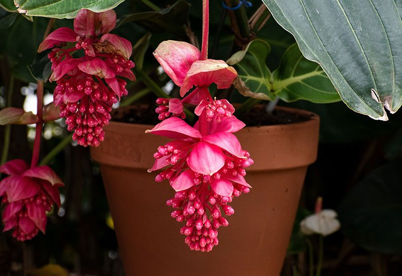 cultivar medinilla 6