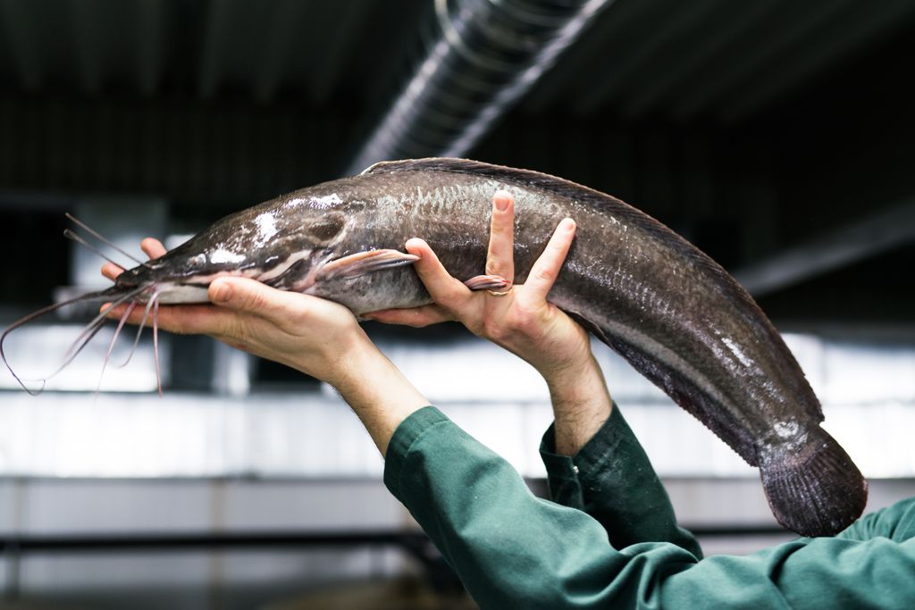 El pescado de crianza goza de una gran seguridad, calidad, disponibilidad durante todo el año así como un excelente precio.