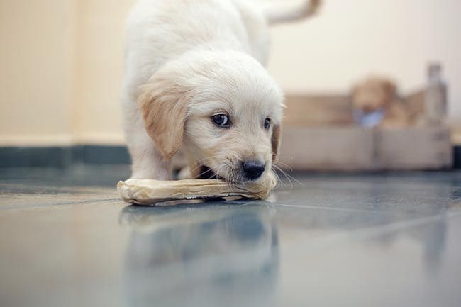 Cachorro de golden retriever