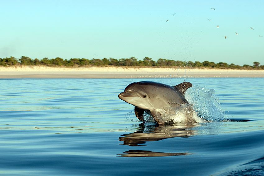 troia-delfines-portual