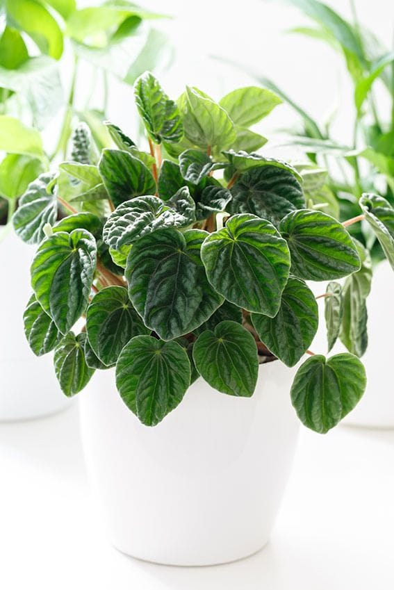 peperomia planta 3