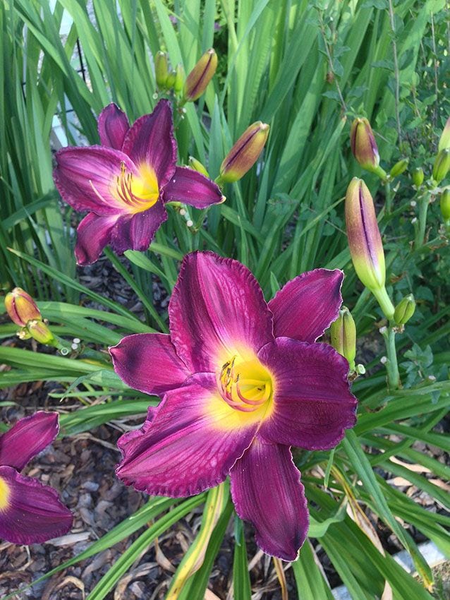 cultivar hemerocallis 5