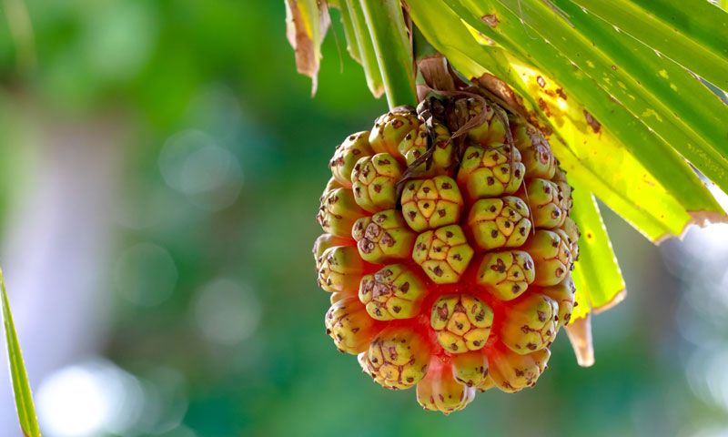 fruto pandanus