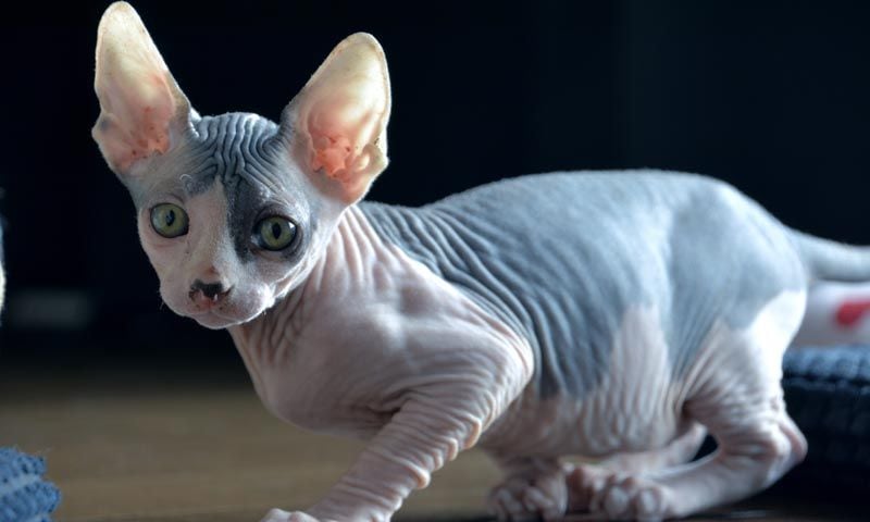 Sphynx2