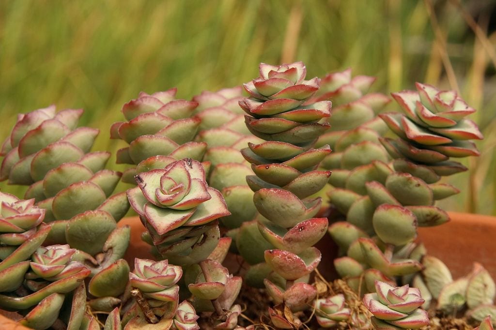 crassula perforata o planta acordeon