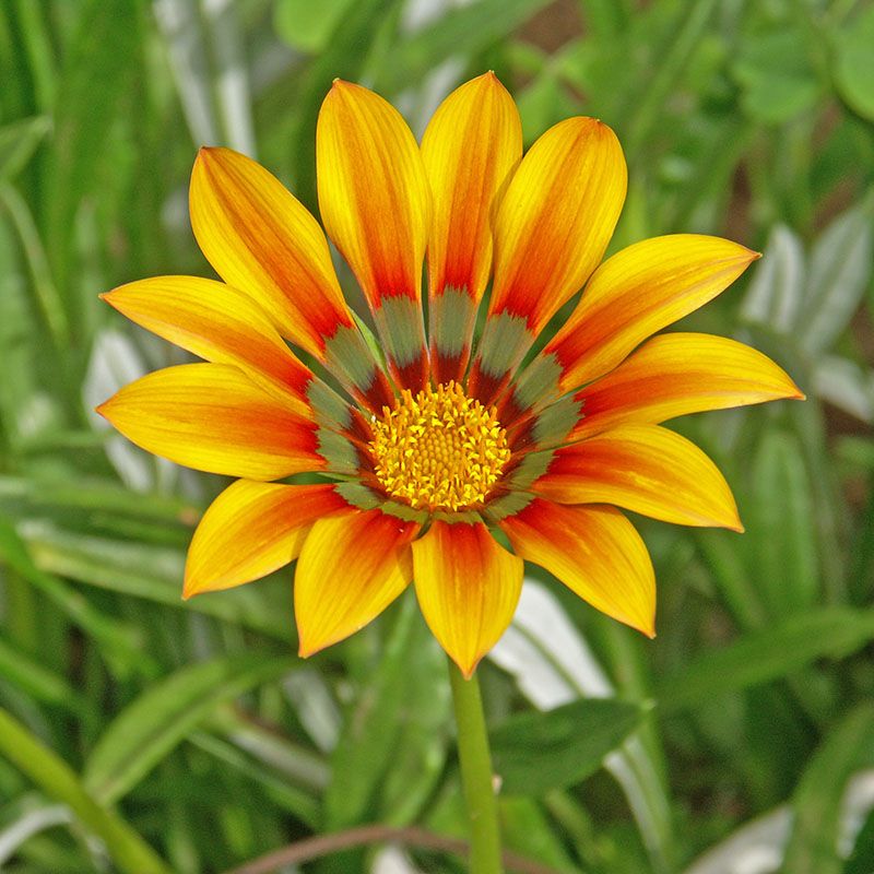 cultivo gazania 1