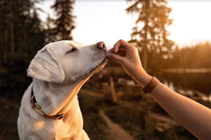 LabradorRetriever istock