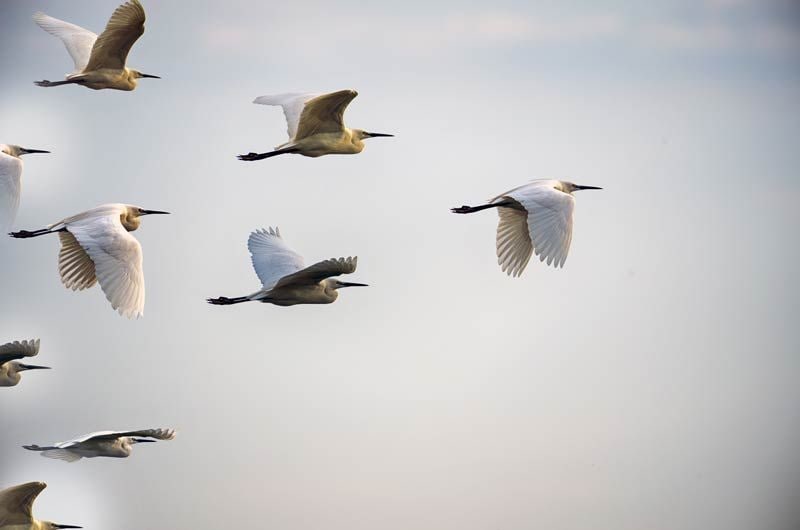 pajaros volando