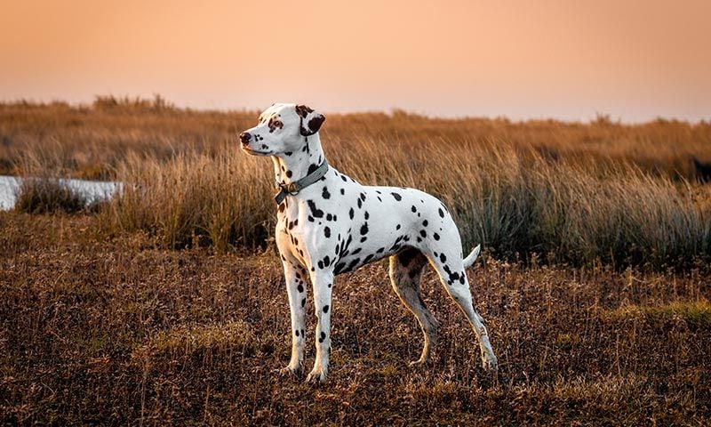 dalmata