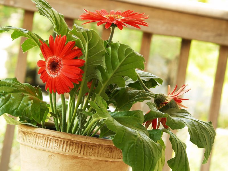 cuidados gerbera hola decoracion 08