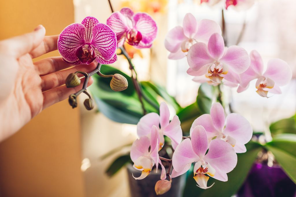 Una mujer disfruta del encanto de sus orquídeas en el alféizar de la ventana. Mientras cuida con esmero sus plantas, sostiene con delicadeza flores blancas, púrpuras, rosadas y amarillas, incluyendo la elegante variedad 'Daydreamer'. Un verdadero éxito en el arte de cultivar orquídeas en casa. 