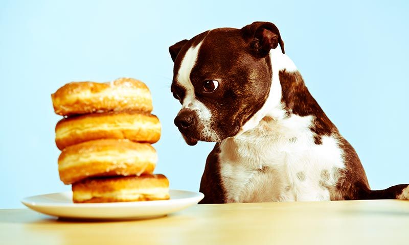 alimentos prohibidos mascotas azucar