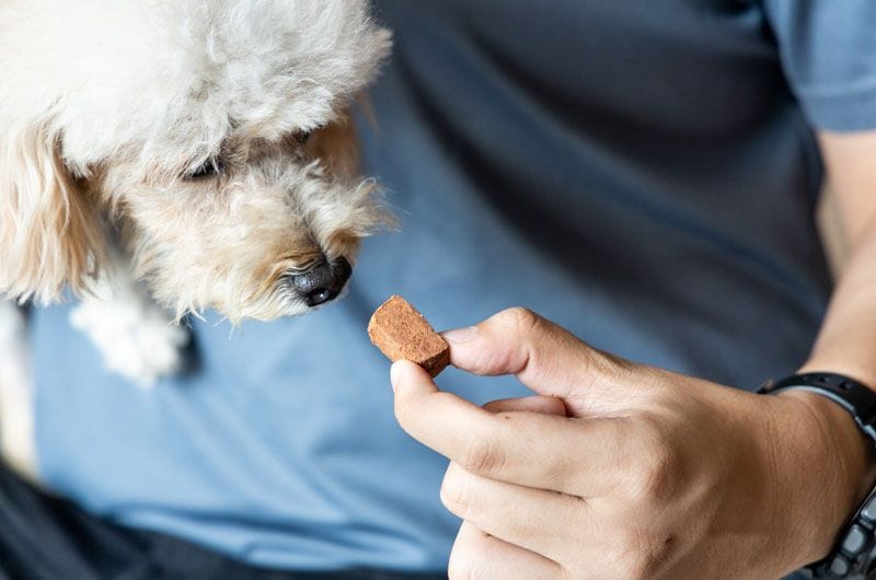 pastilla perro